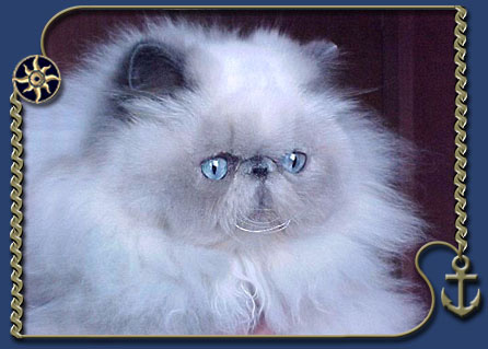 Oakheaven bamb= bam bina