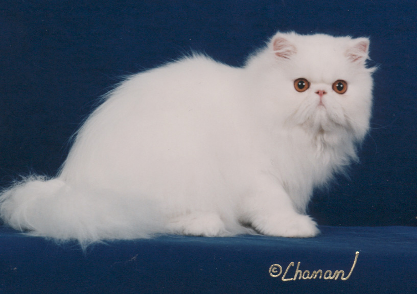 Copper Eyed White Persian