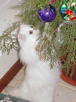 Copper Eyed White Persian