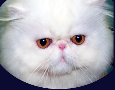 Copper Eyed White Persian