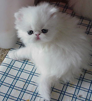 Copper Eyed White Persian