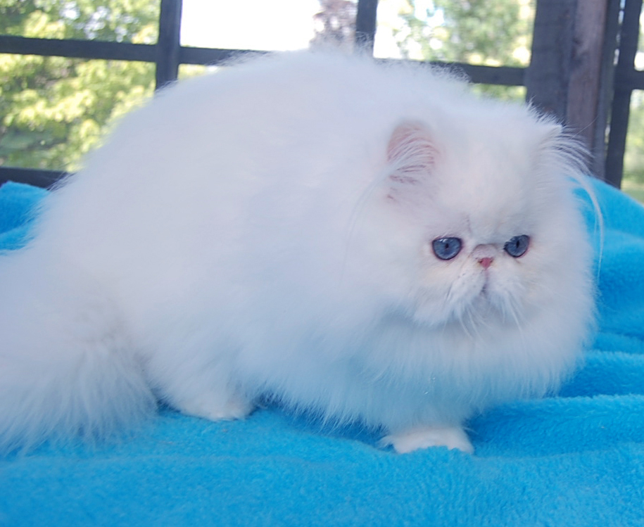 Blue Eyed White Persian
