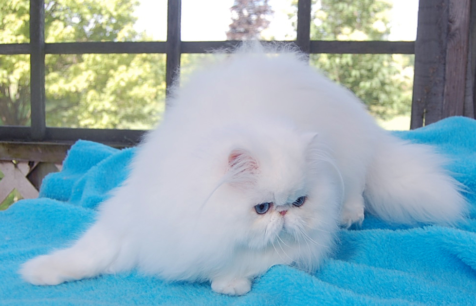 Blue Eyed White Persian