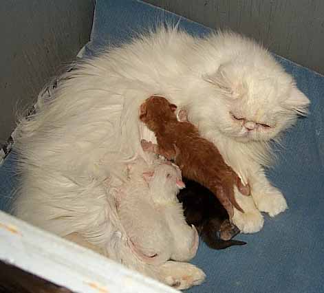 "Mouse" and her babies: Mouse is a copper eyed white persian, shown here with her red persian, black persian and white persians