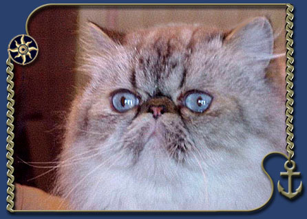 Oakheaven Starline of Brigantina