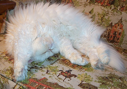 Copper Eyed White Persian