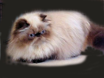 Tosya, sealpoint himalayan female