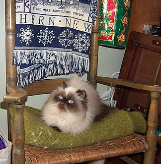 Tosya, sealpoint himalayan female